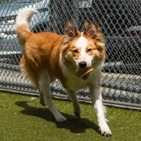 Angus, a ADOPTABLE Border Collie in Santa Cruz, CA image 6/6