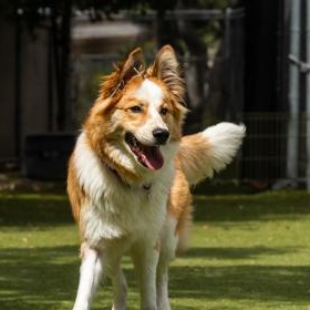 Angus, a ADOPTABLE Border Collie in Santa Cruz, CA image 2/6