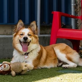 Angus, a ADOPTABLE Border Collie in Santa Cruz, CA image 3/6