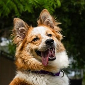 Angus, a ADOPTABLE Border Collie in Santa Cruz, CA image 1/6