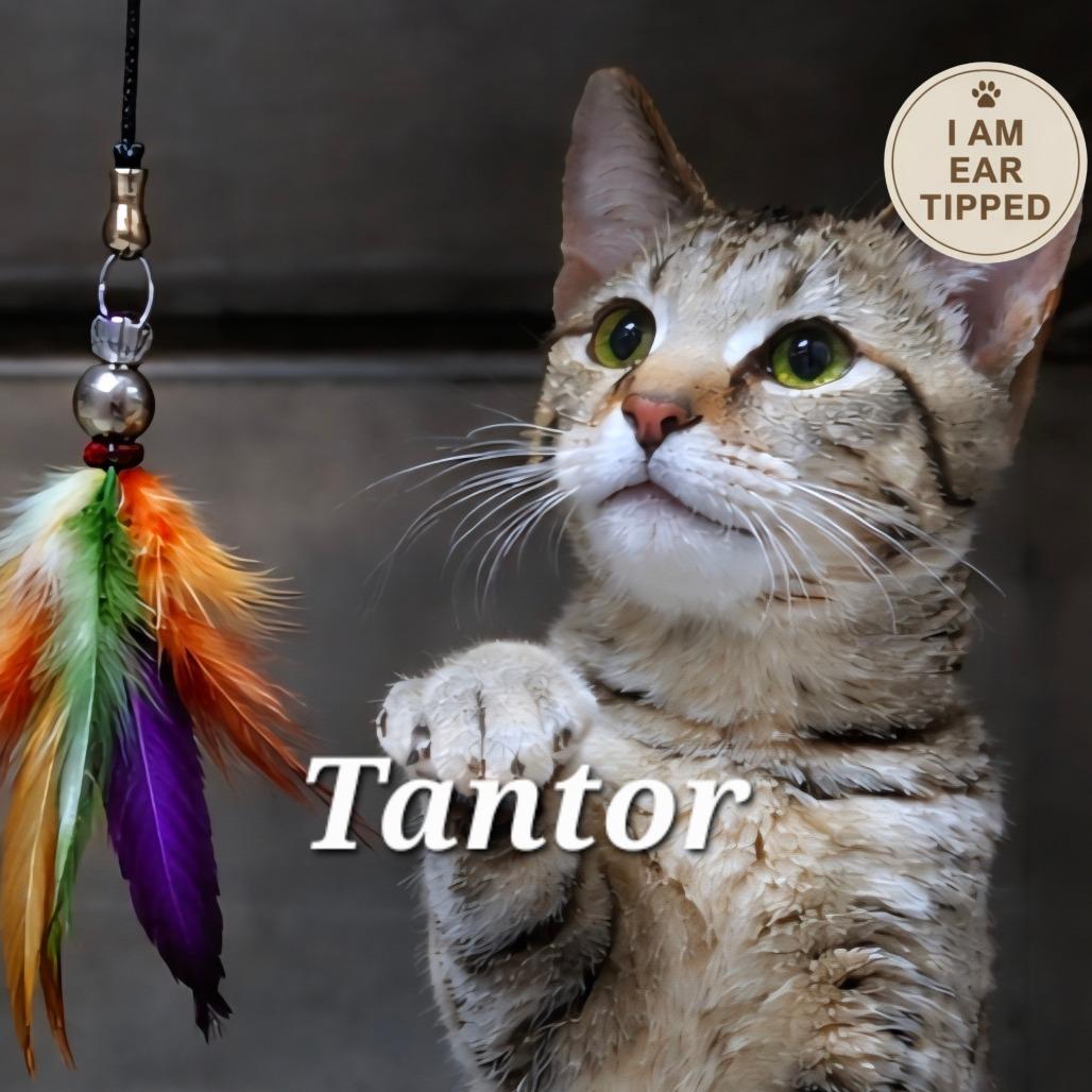 Enlarge Tantor, a Adoptable Domestic Short Hair in Sidney, OH image 1/1