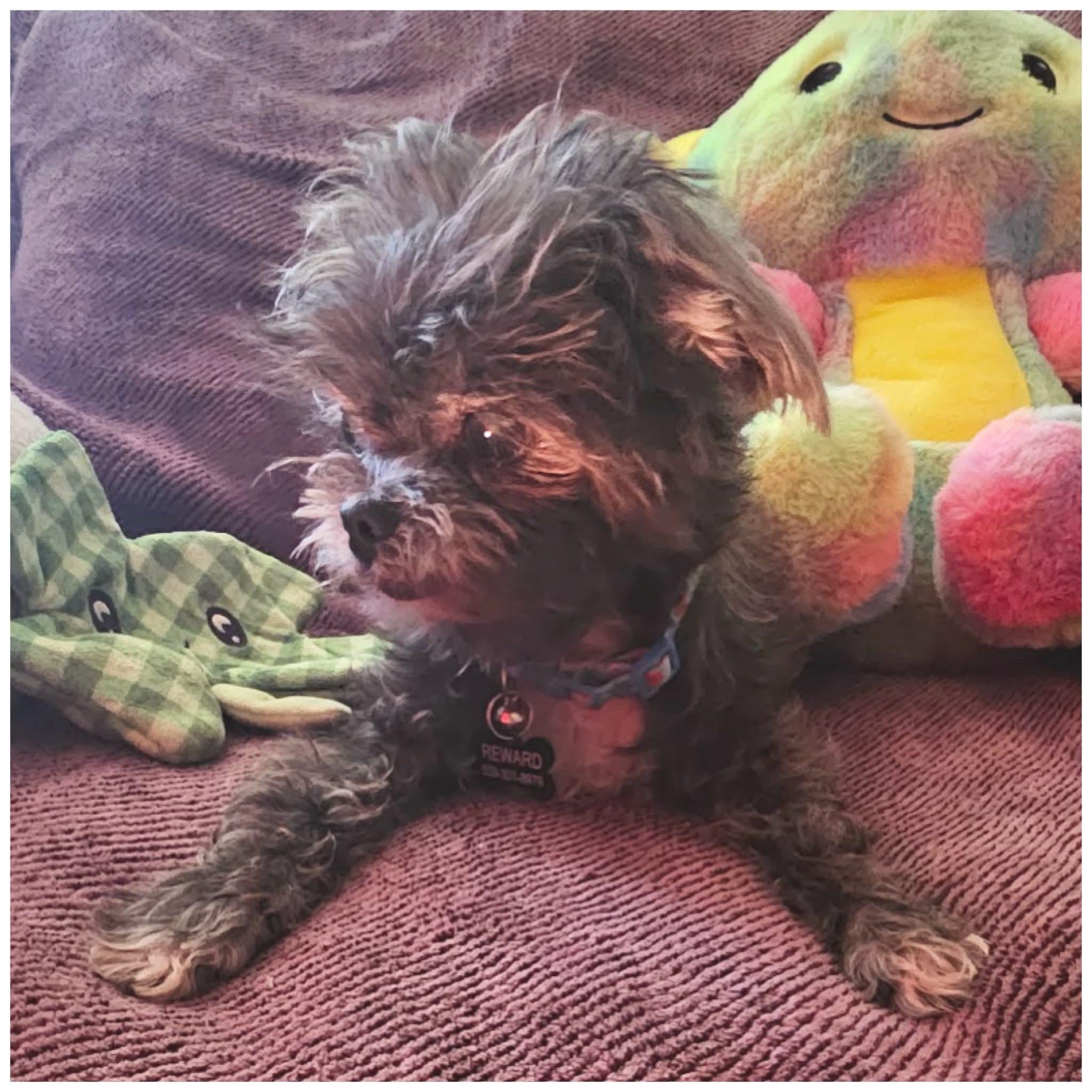 Enlarge Penelope, a Adoptable Shih Tzu in Clovis, CA image 4/5