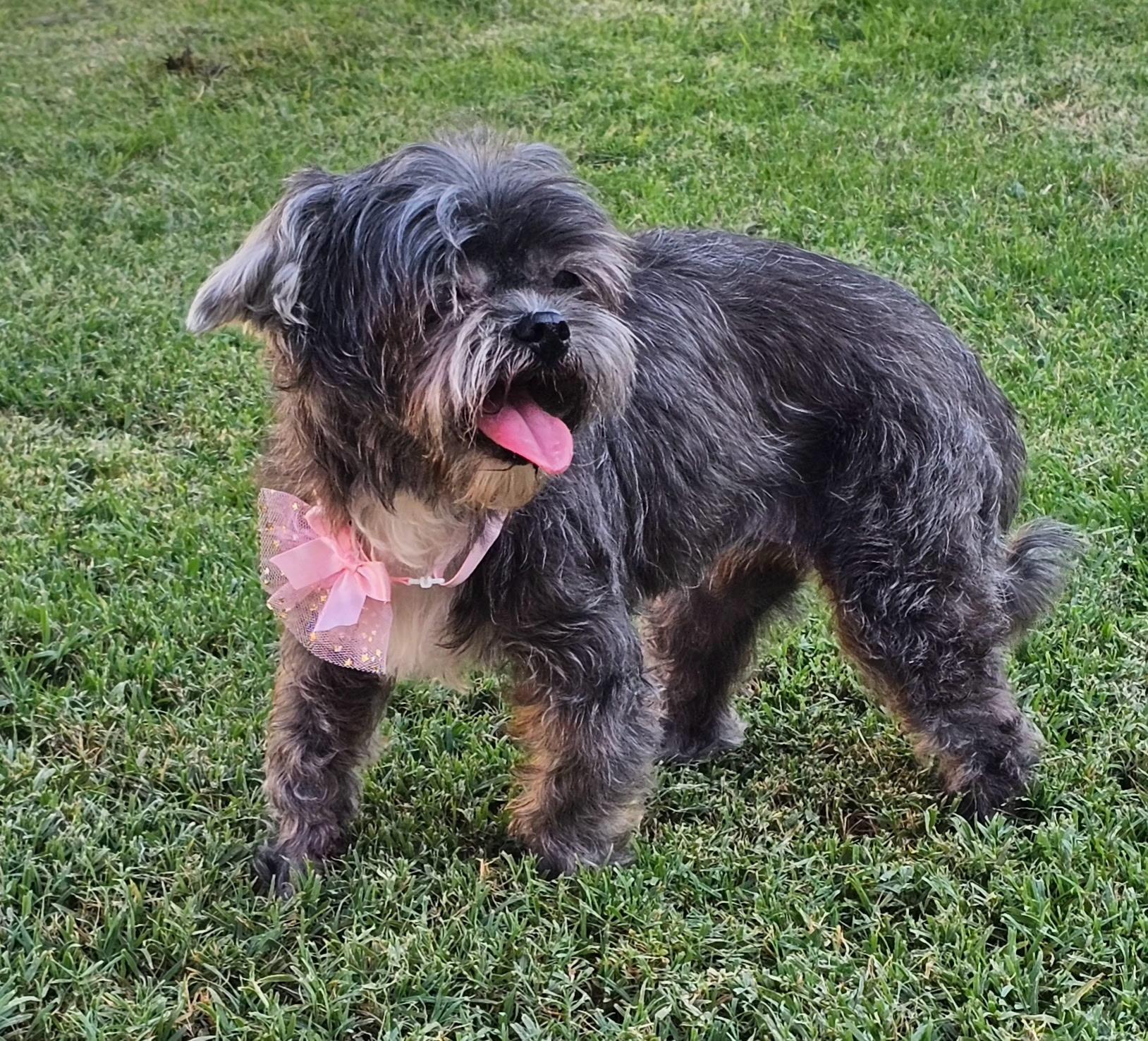 Enlarge Penelope, a Adoptable Shih Tzu in Clovis, CA image 3/5