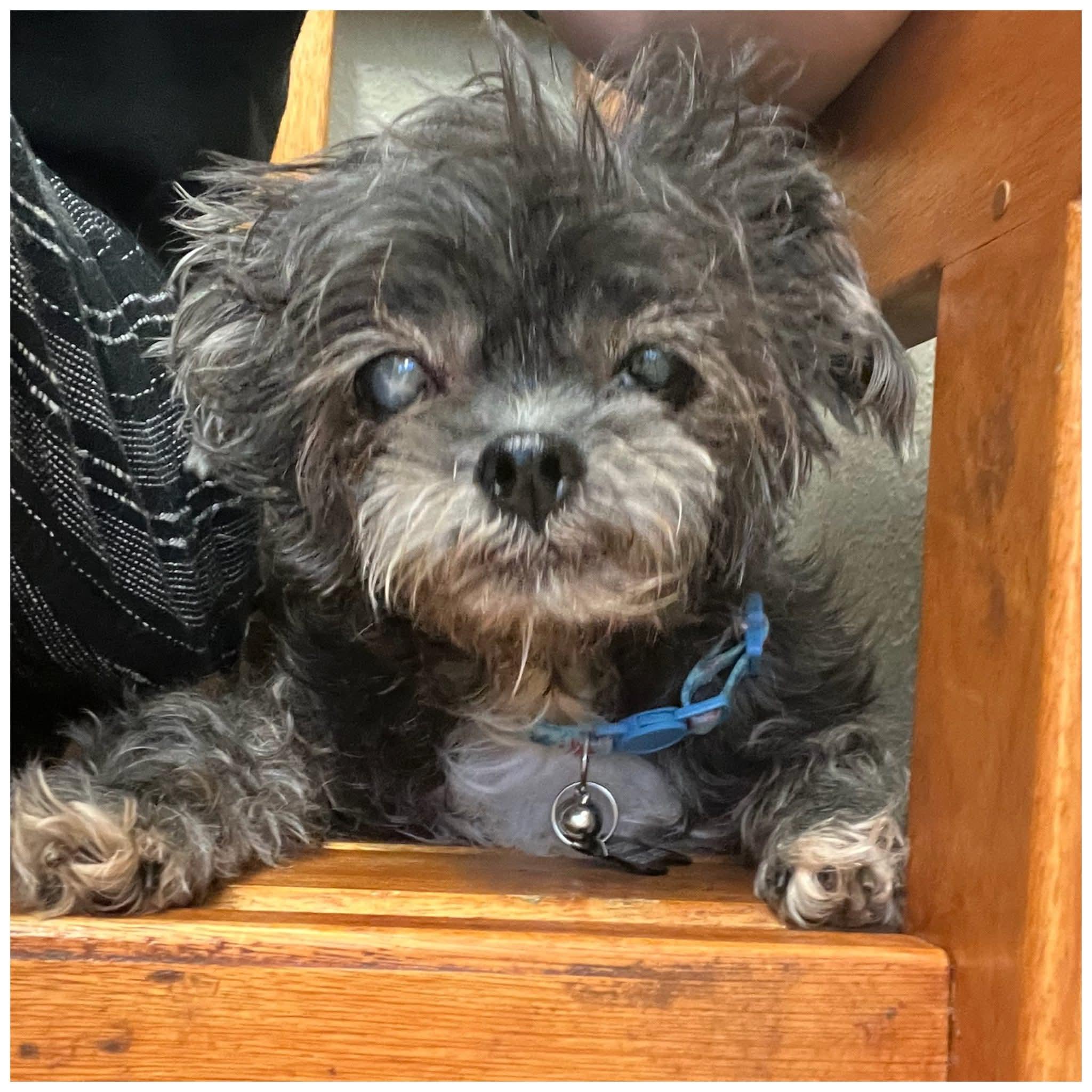 Penelope, Adoptable, Senior Female Shih Tzu.
