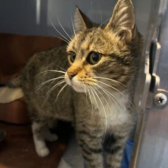 Enlarge Amethyst, a Adoptable Domestic Short Hair in Driggs, ID image 3/4