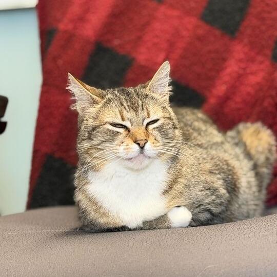 Enlarge Amethyst, a Adoptable Domestic Short Hair in Driggs, ID image 4/4