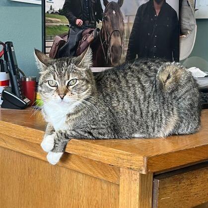 Enlarge Amethyst, a Adoptable Domestic Short Hair in Driggs, ID image 1/4