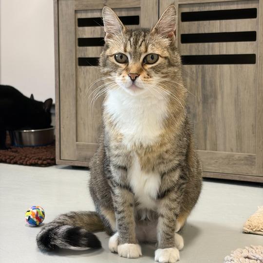 Enlarge Amethyst, a Adoptable Domestic Short Hair in Driggs, ID image 3/5