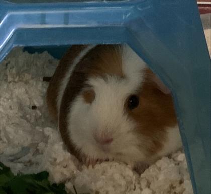 Enlarge Peppermint, a Adoptable mixed breed in Everett, WA image 1/1