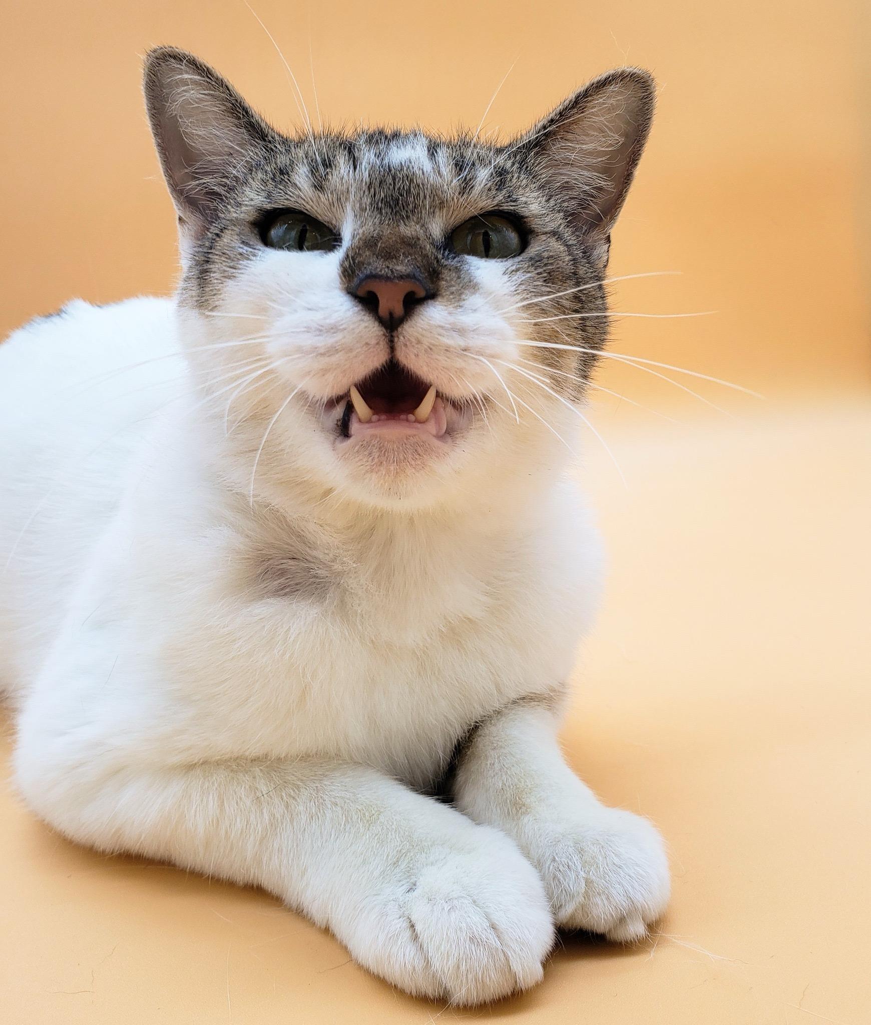 Kimmy — thumbnail 3