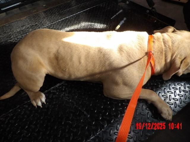 Toots, Adoptable, Adult Female Mixed Breed.