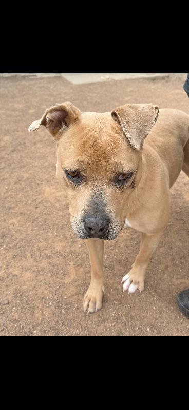 Enlarge Toots, a Adoptable Mixed Breed in Hobbs, NM image 2/5