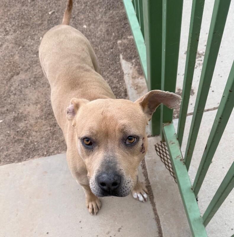 Enlarge Toots, a Adoptable Mixed Breed in Hobbs, NM image 3/5