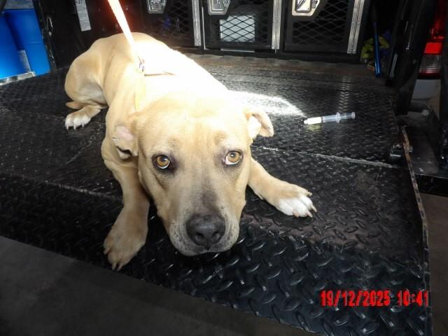 Enlarge Toots, a Adoptable Mixed Breed in Hobbs, NM image 4/5