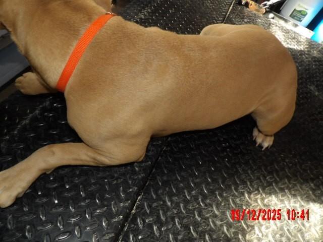 Enlarge Toots, a Adoptable Mixed Breed in Hobbs, NM image 5/5