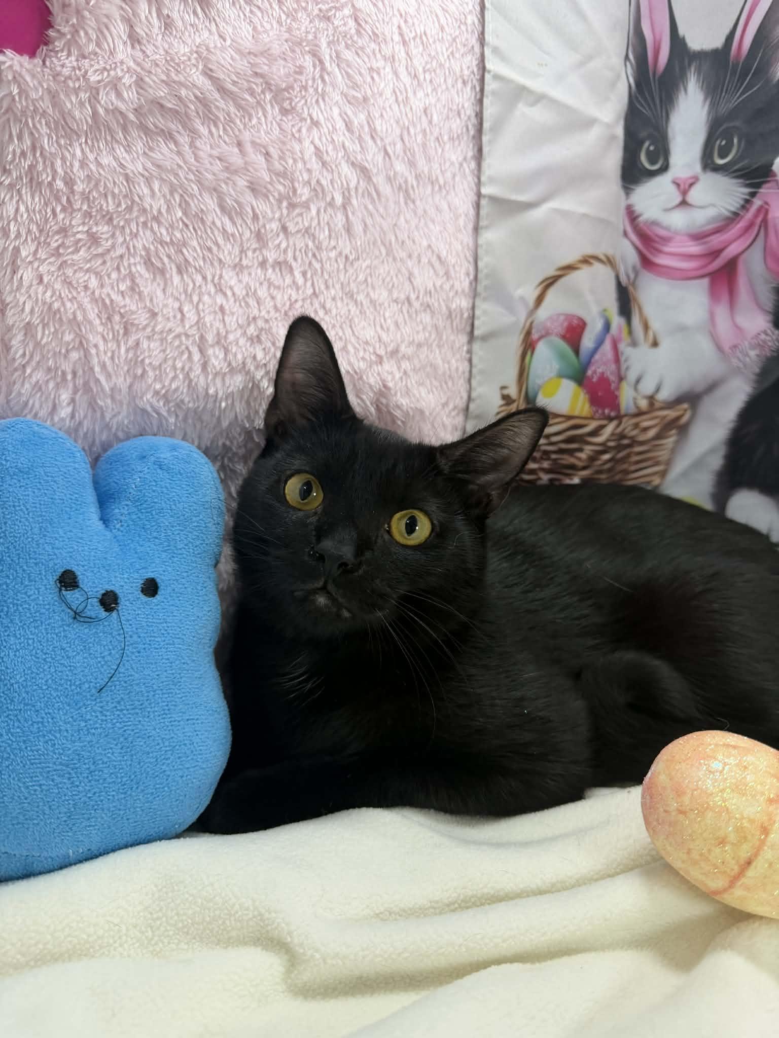 Enlarge Orbit , a ADOPTABLE Domestic Short Hair in Tavares, FL image 2/3