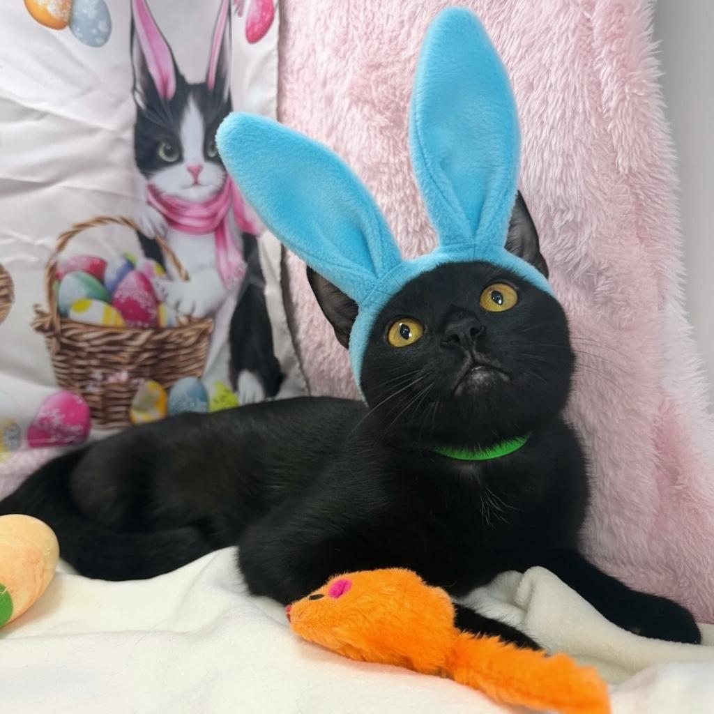 Enlarge Orbit , a ADOPTABLE Domestic Short Hair in Tavares, FL image 1/3