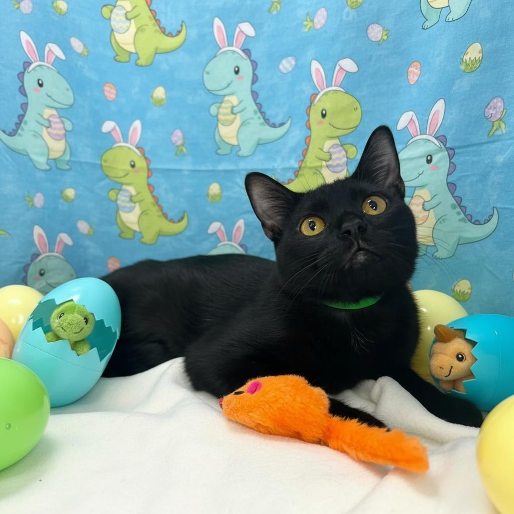 Enlarge Orbit , a ADOPTABLE Domestic Short Hair in Tavares, FL image 3/3