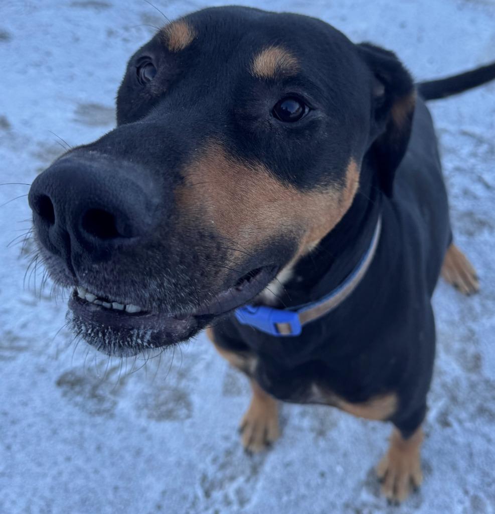 Enlarge Brutus, a Adoptable mixed breed in Kenai, AK image 1/1