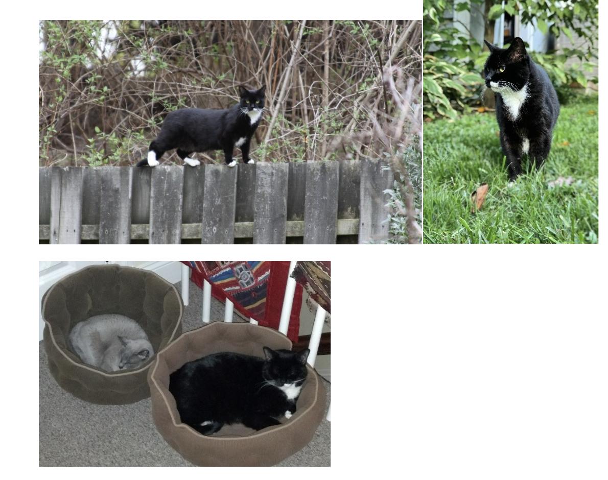 Enlarge Courtesy Post: Peg, a Adoptable Domestic Short Hair in Broomall, PA image 1/1