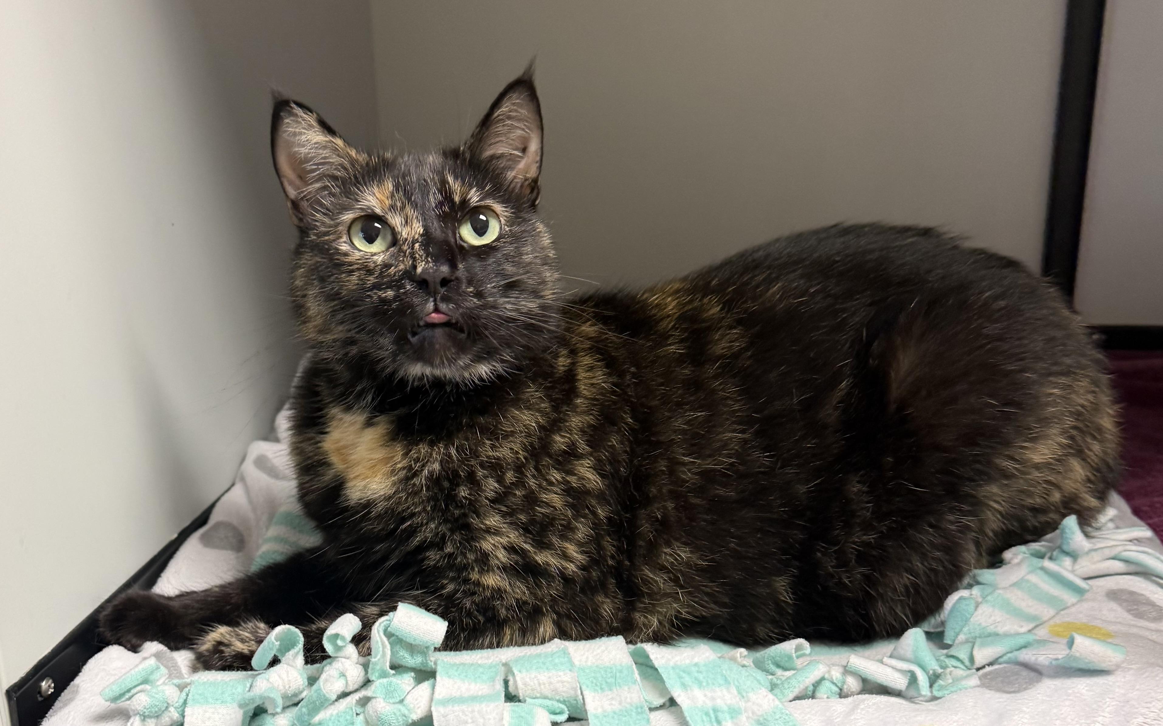 Millie, adopted, Adult Female Domestic Short Hair.