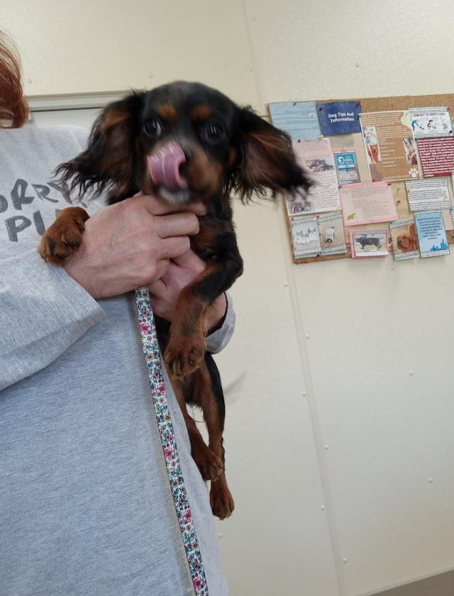 Phoebe (no more applications), a Adopted mixed breed in Austin, MN image 1/2