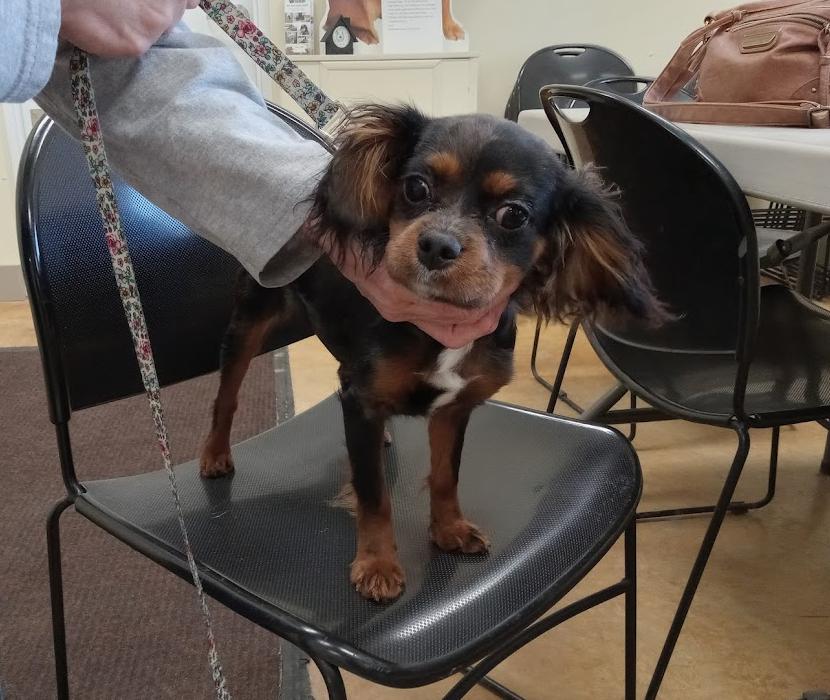 Phoebe (no more applications), a Adopted mixed breed in Austin, MN image 2/2
