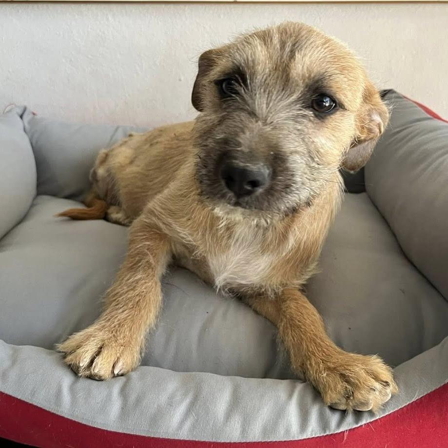 Enlarge LOLLY, an adopted mixed breed in Graham, WA image 2/2