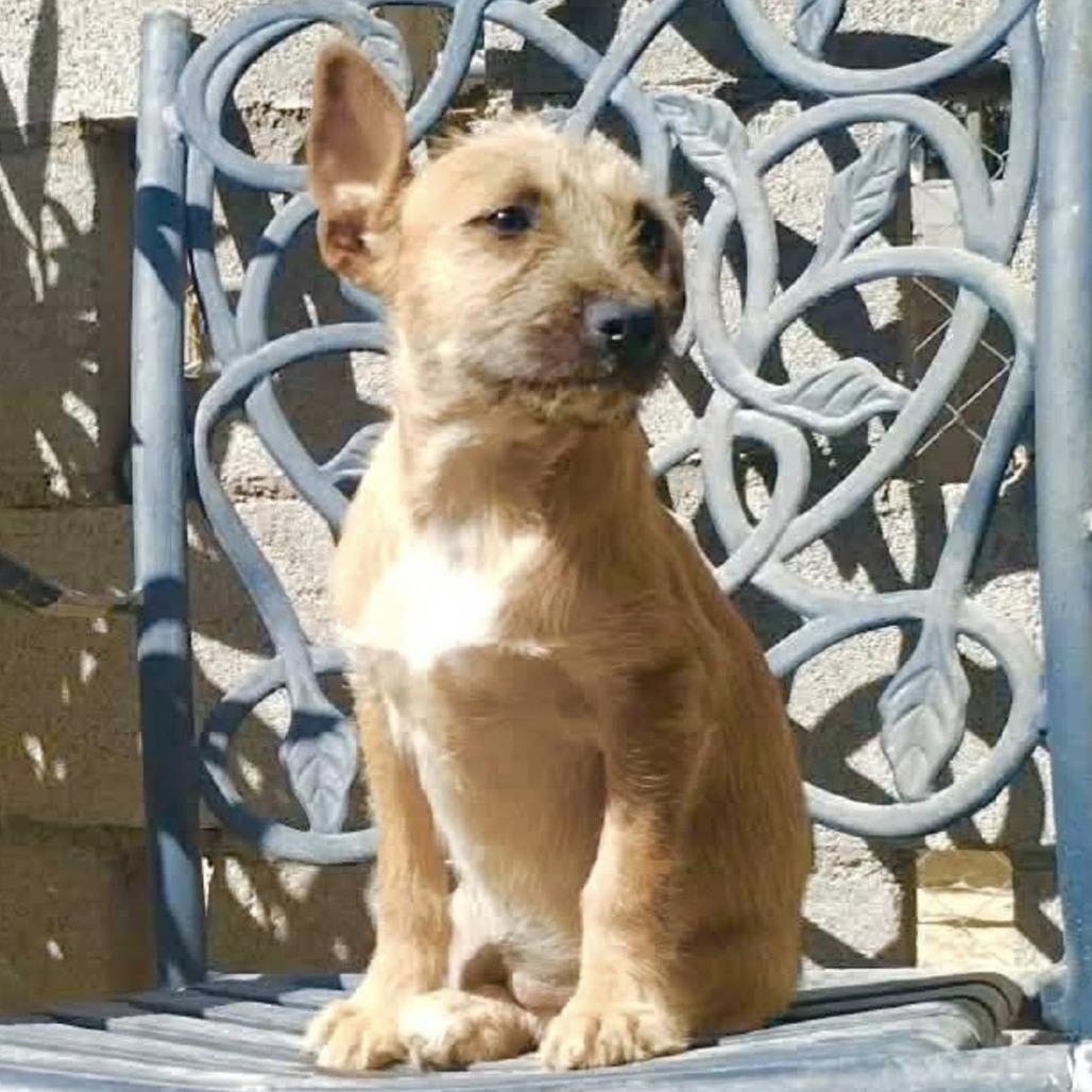 LOLLY, adopted, Puppy Female Terrier.