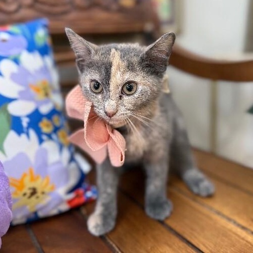 Mantis Guardians — thumbnail 3