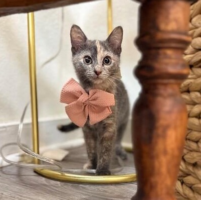 Mantis Guardians — thumbnail 4