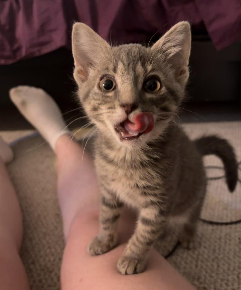 Groot, Adoptable, Kitten Male Domestic Short Hair.