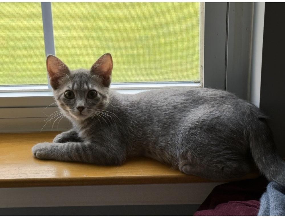 Enlarge Groot, a Adoptable Domestic Short Hair in Lewisburg, PA image 2/5