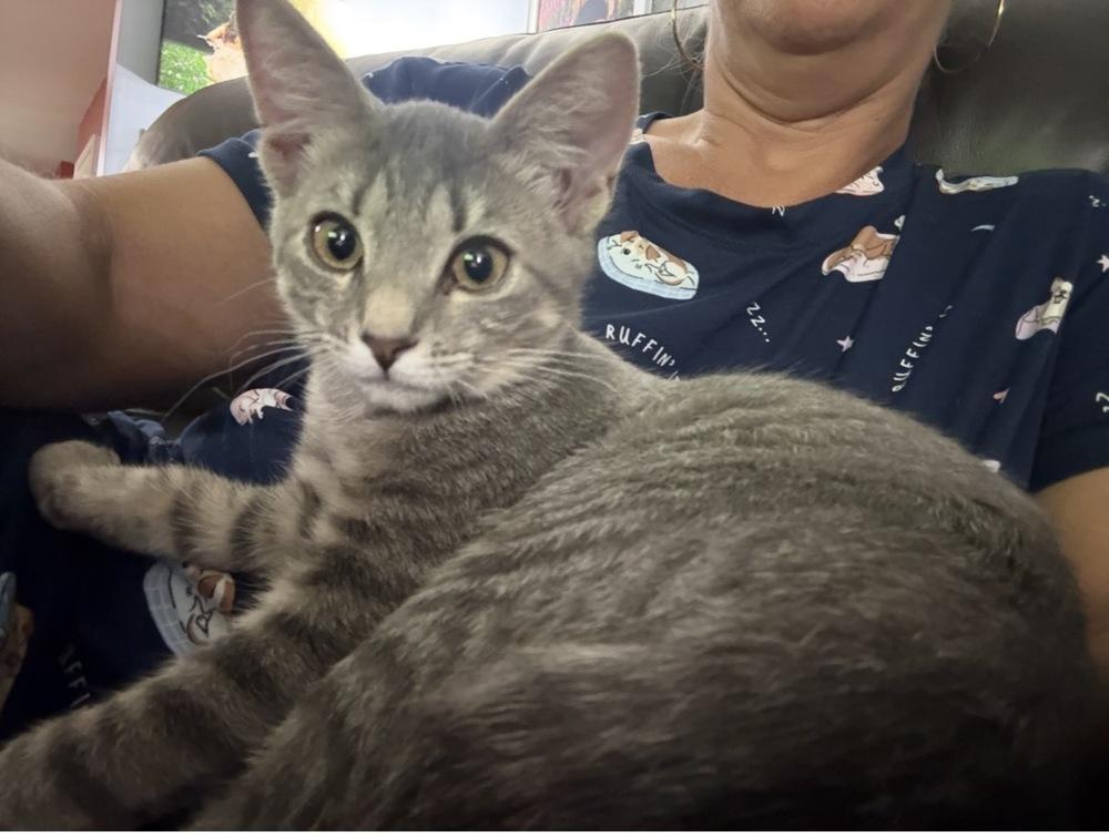 Enlarge Groot, a Adoptable Domestic Short Hair in Lewisburg, PA image 3/5
