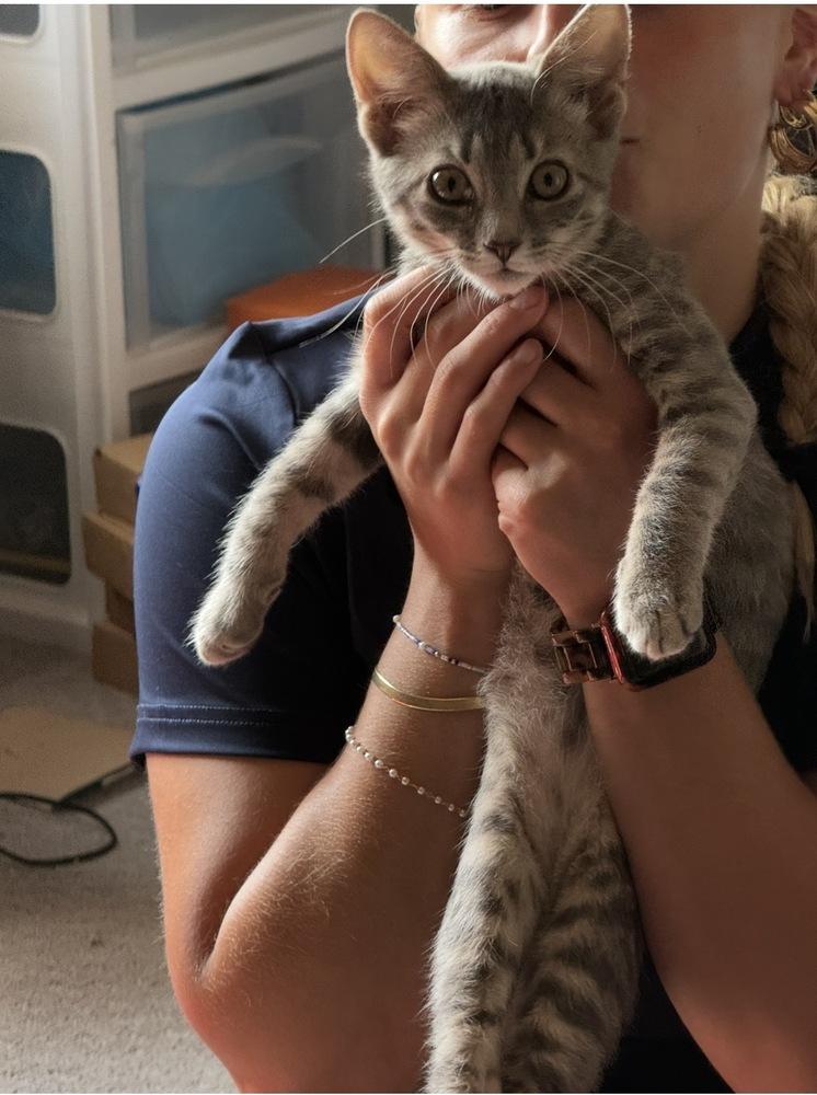 Enlarge Groot, a Adoptable Domestic Short Hair in Lewisburg, PA image 4/5