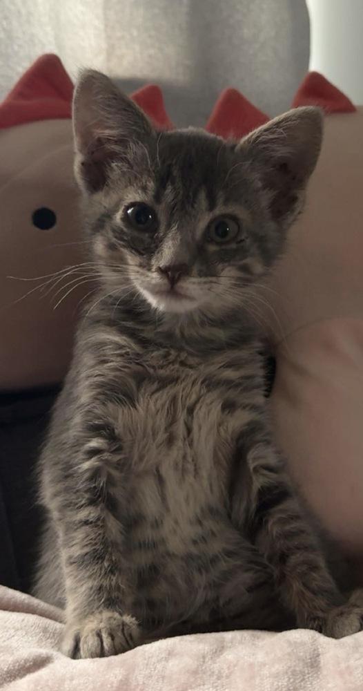 Enlarge Groot, a Adoptable Domestic Short Hair in Lewisburg, PA image 5/5