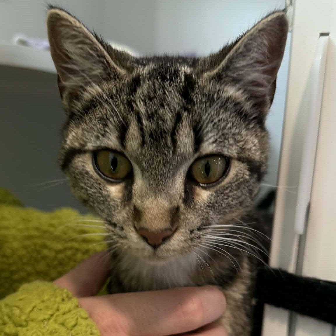 Enlarge Olive, an adopted American Shorthair in Danbury, CT image 4/5