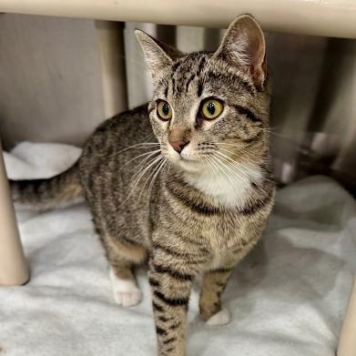 Enlarge Olive, an adopted American Shorthair in Danbury, CT image 1/5