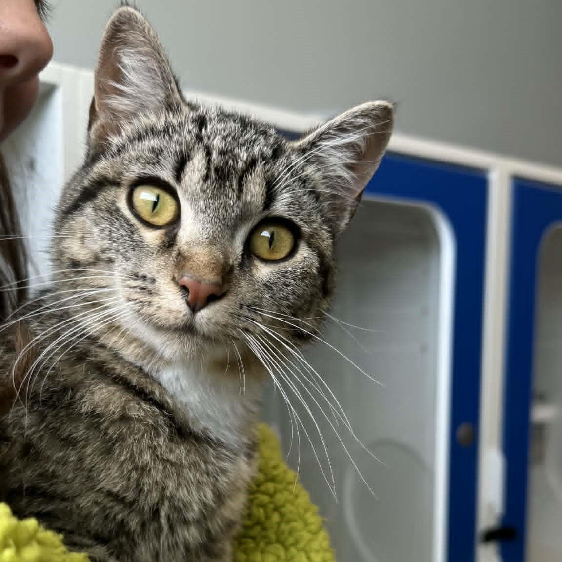 Enlarge Olive, an adopted American Shorthair in Danbury, CT image 2/5