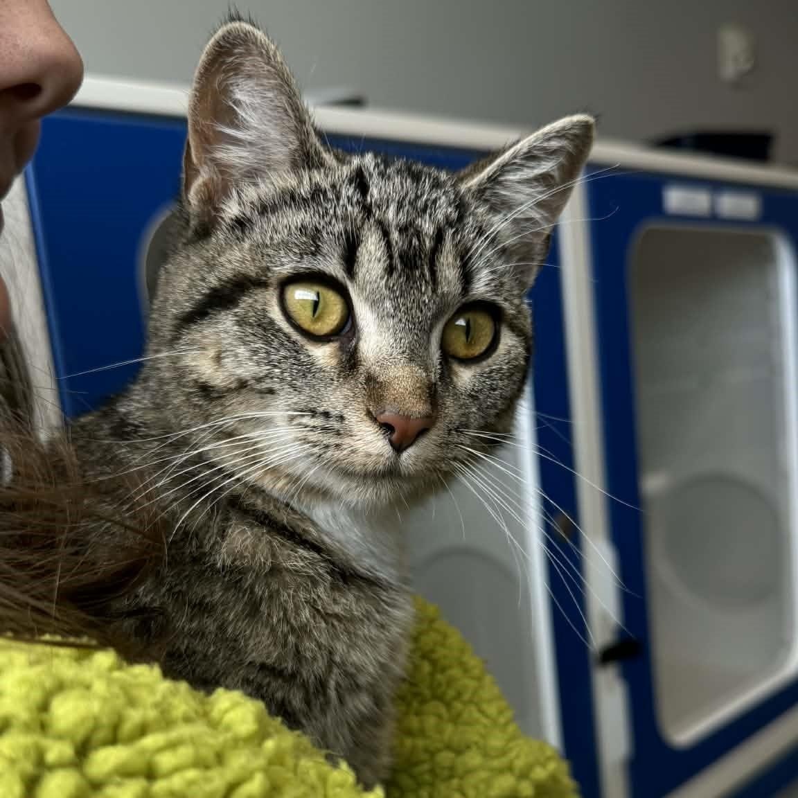 Enlarge Olive, an adopted American Shorthair in Danbury, CT image 3/5