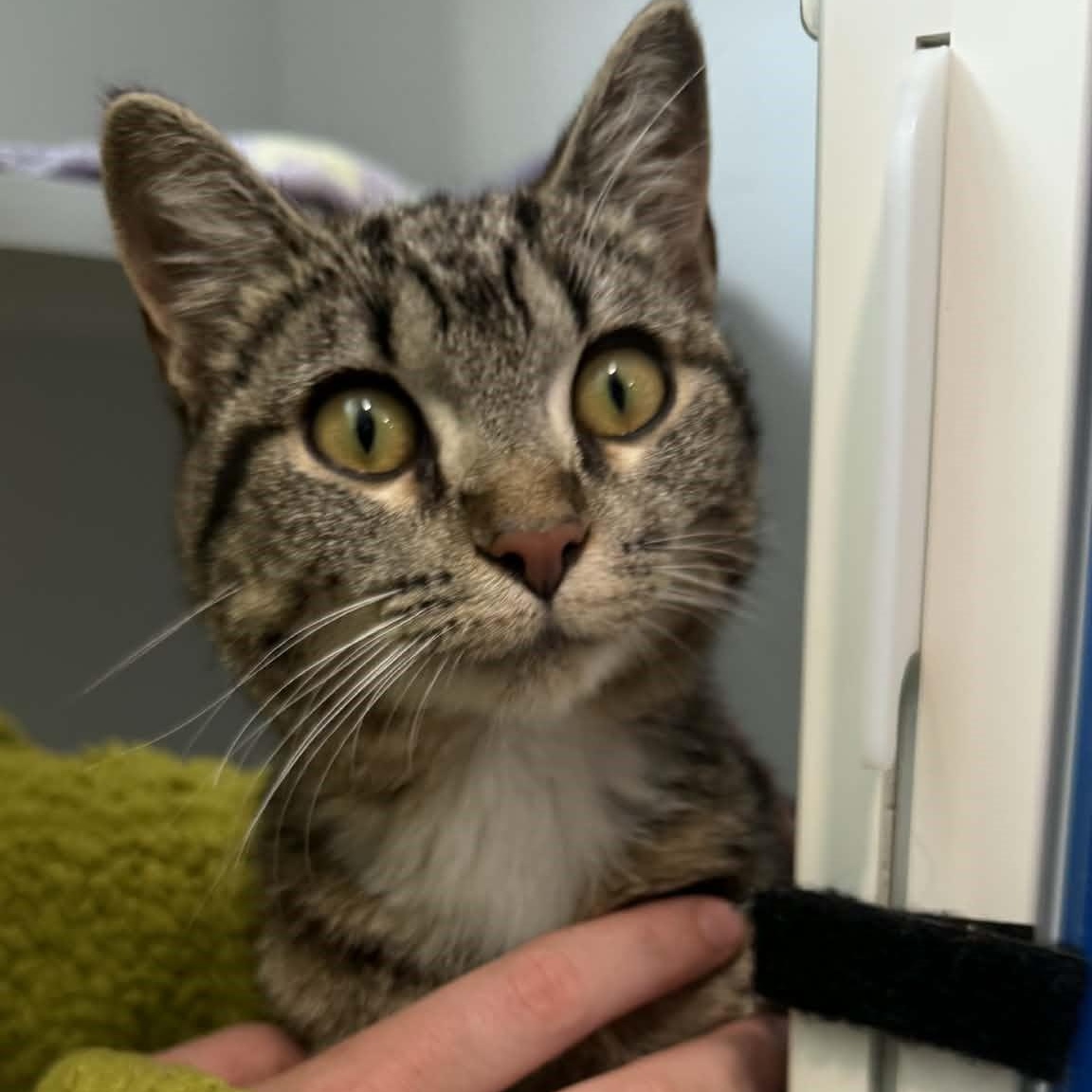 Enlarge Olive, an adopted American Shorthair in Danbury, CT image 5/5