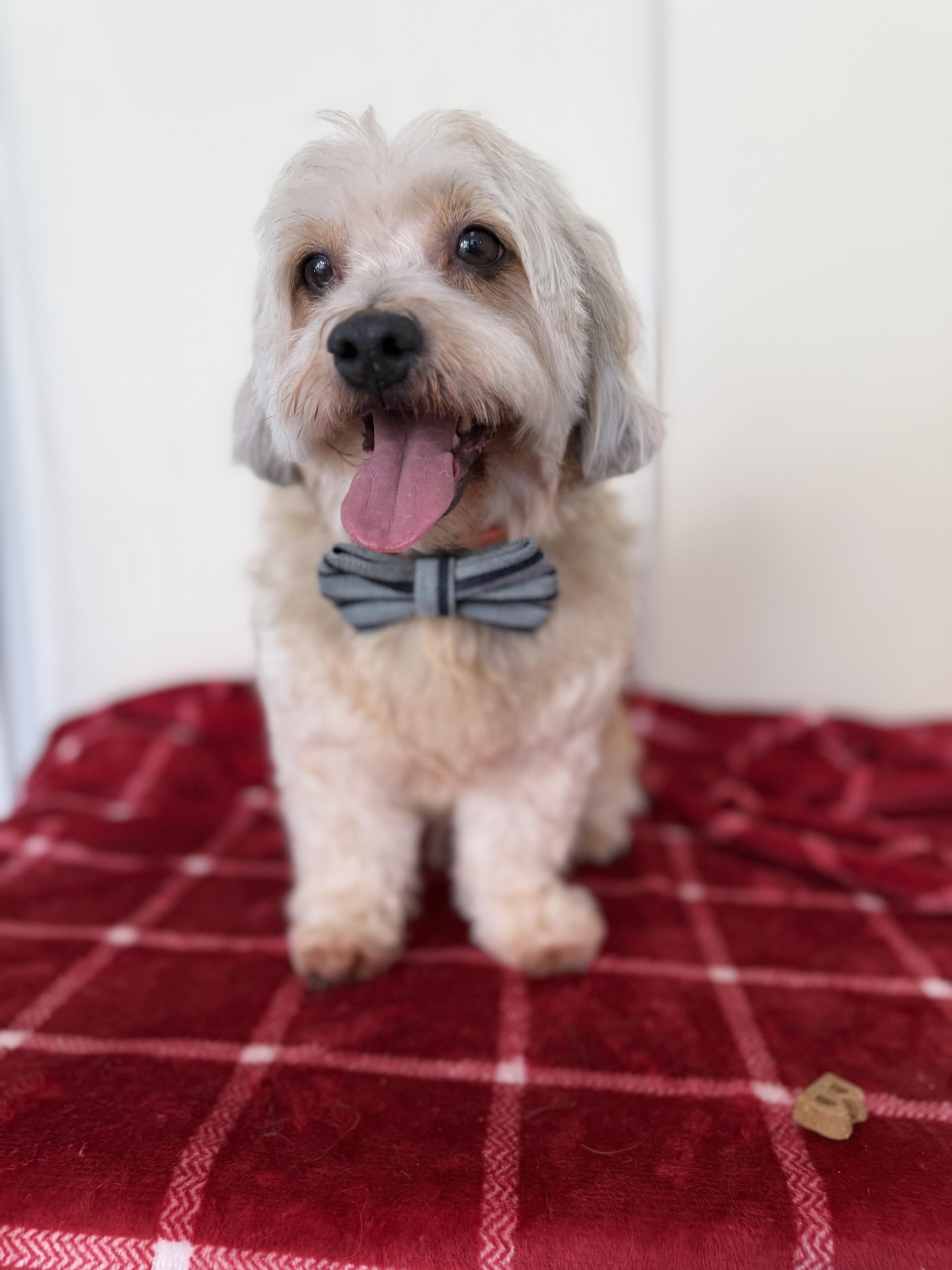 Dasher, an adopted mixed breed in Mission Viejo, CA image 2/5