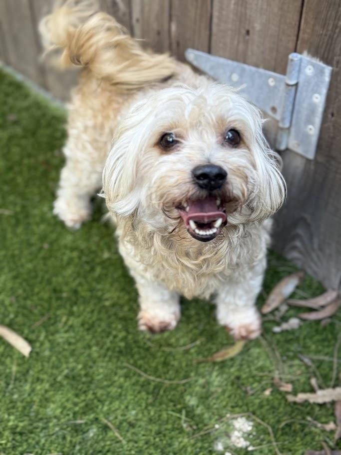 Enlarge Dasher, a ADOPTABLE mixed breed in Mission Viejo, CA image 2/5