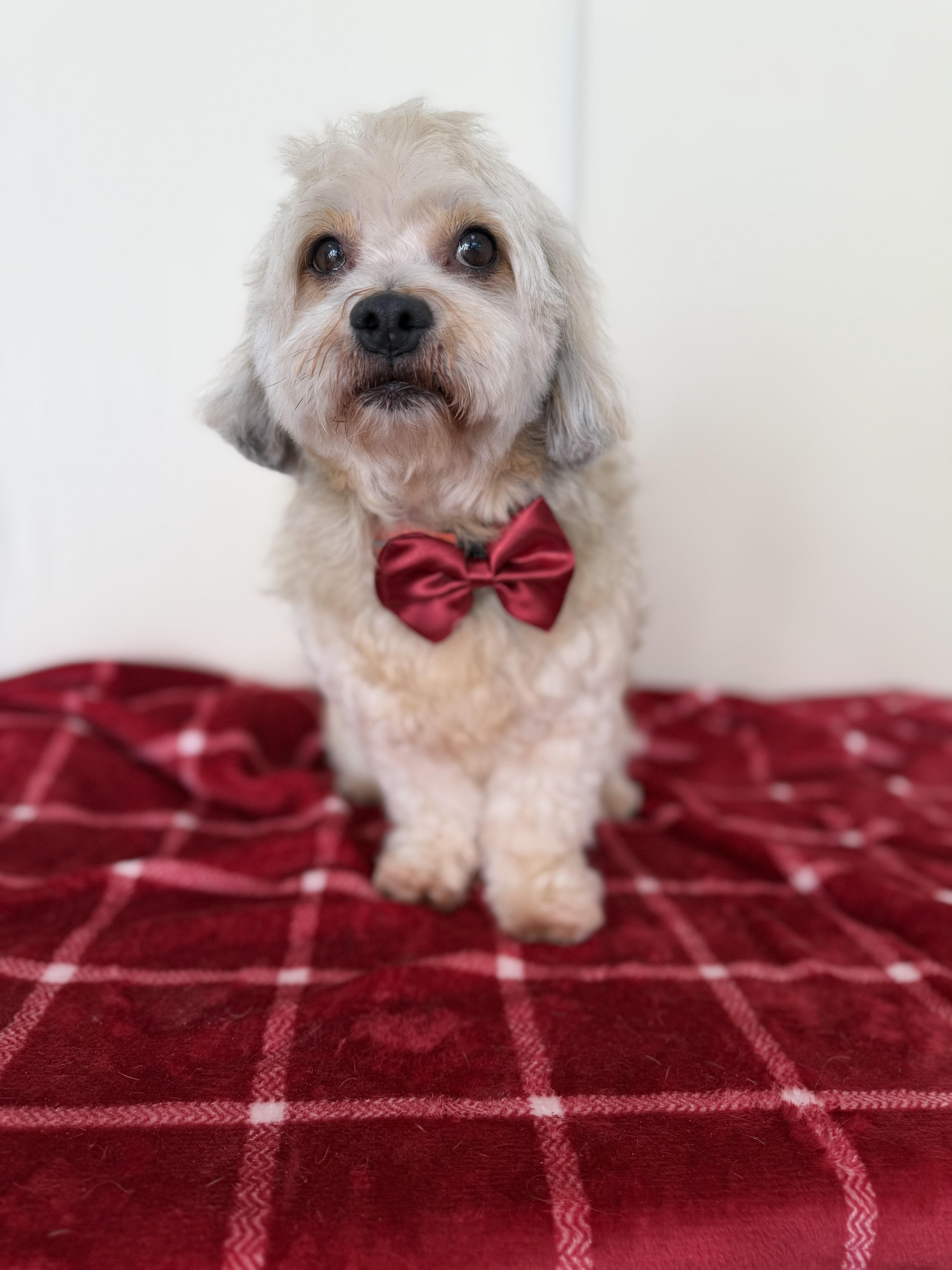 Dasher, an adopted mixed breed in Mission Viejo, CA image 5/5