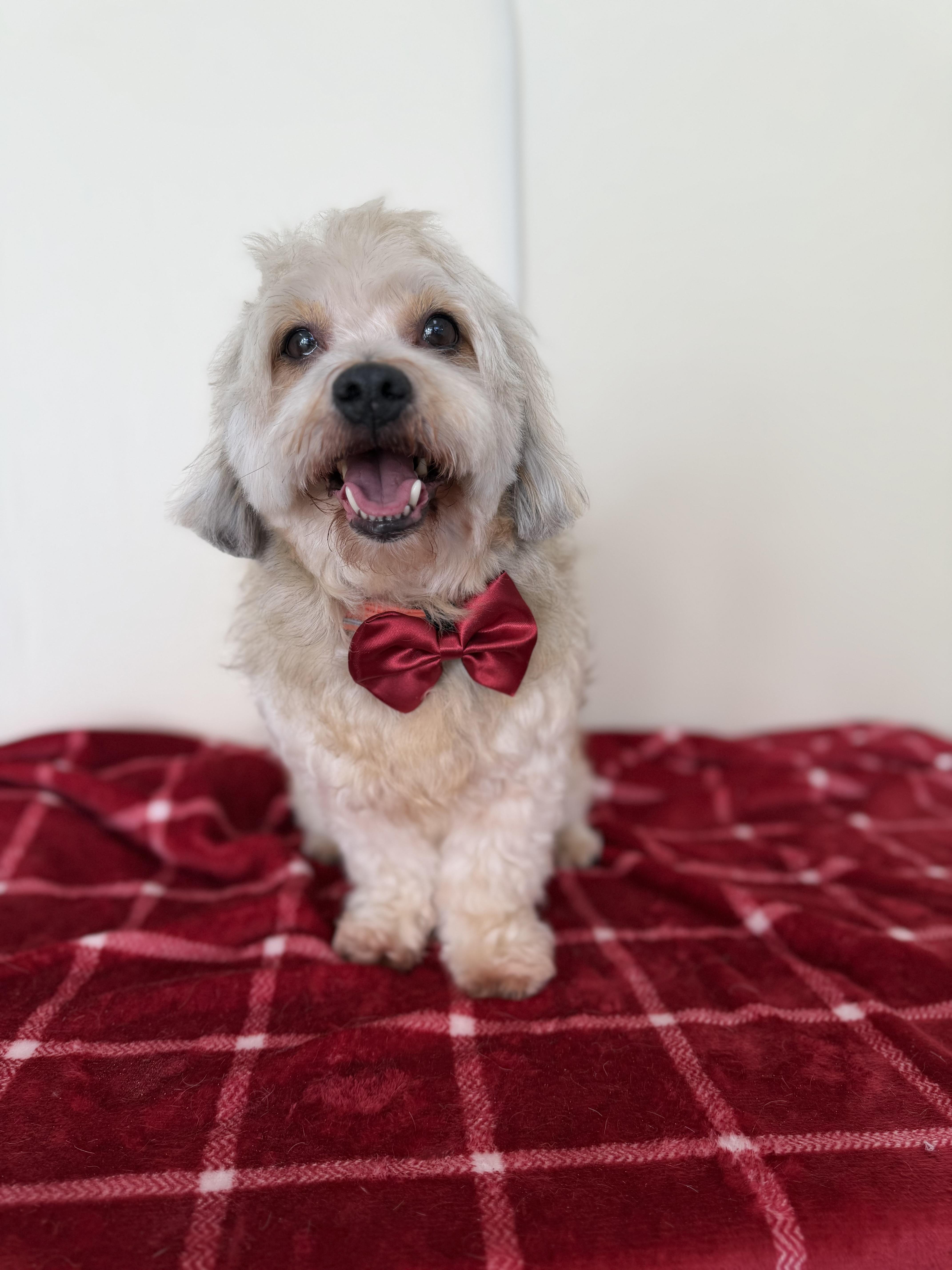 Dasher, an adopted mixed breed in Mission Viejo, CA image 4/5