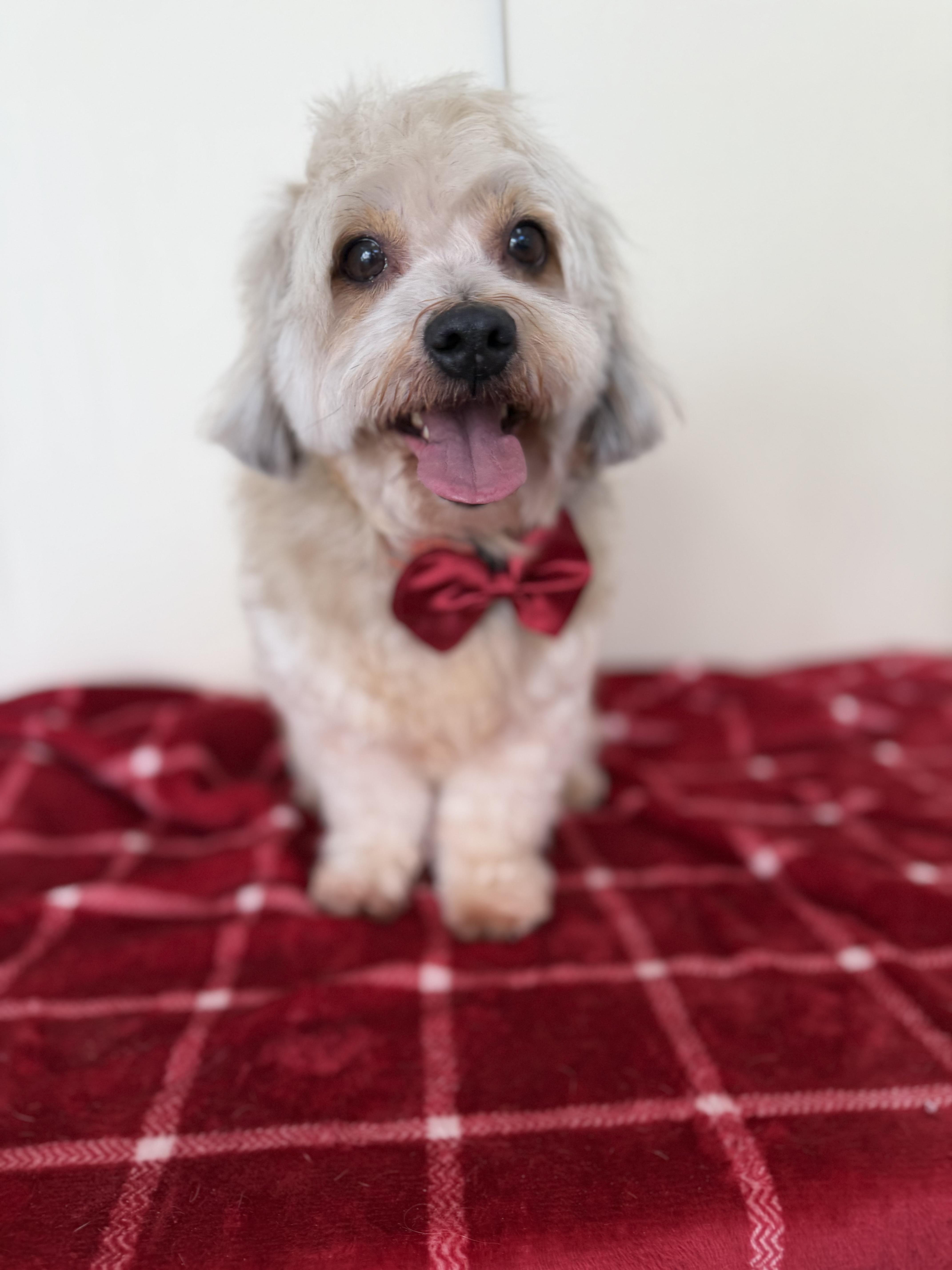 Dasher, an adopted mixed breed in Mission Viejo, CA image 3/5