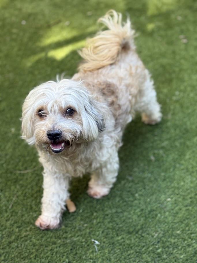 Enlarge Dasher, a ADOPTABLE mixed breed in Mission Viejo, CA image 4/5