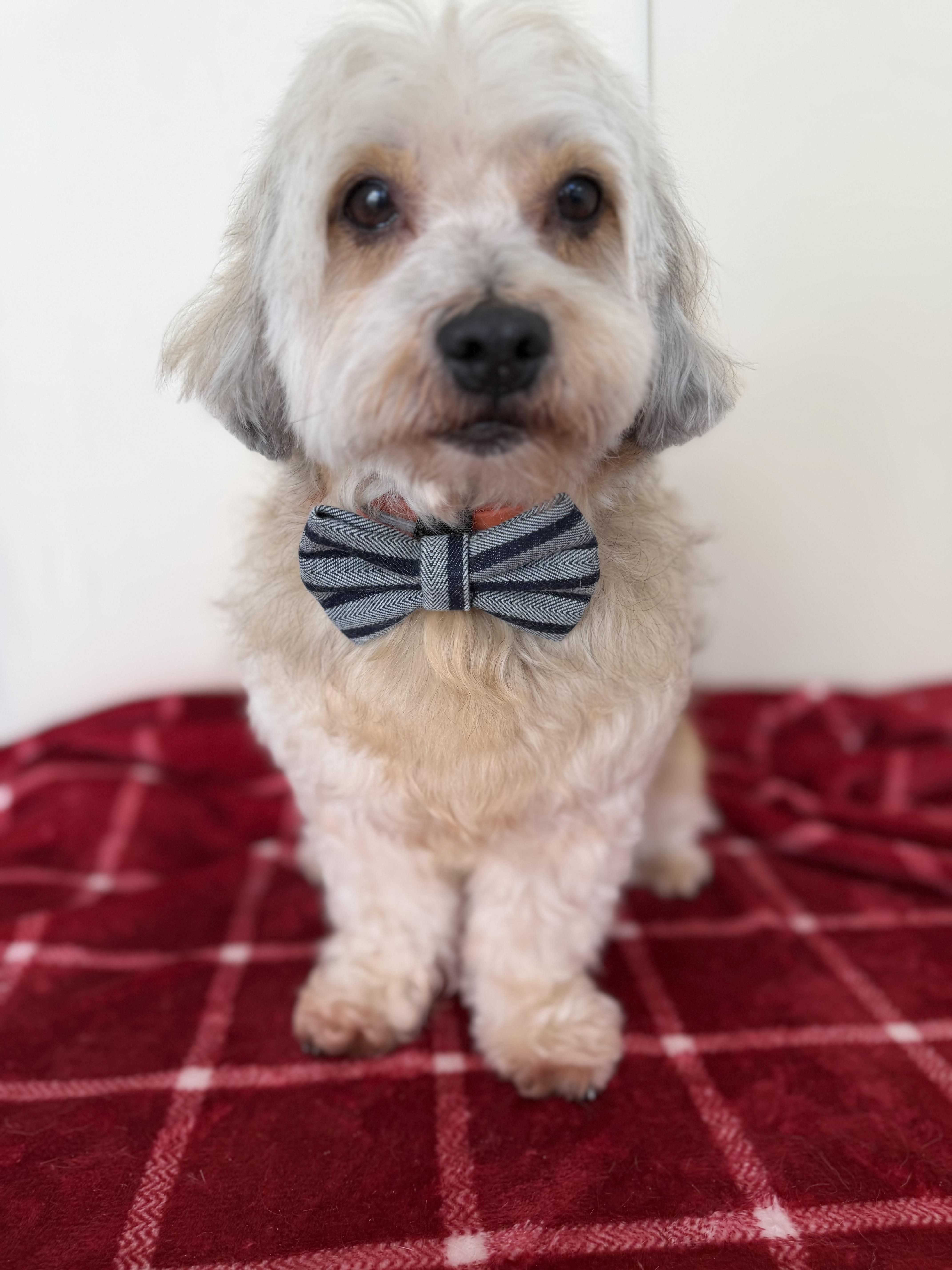 Dasher, adopted, Adult Male Maltipoo.