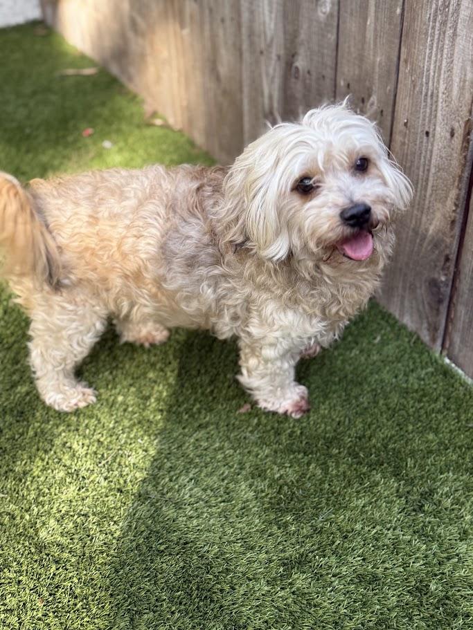 Enlarge Dasher, a ADOPTABLE mixed breed in Mission Viejo, CA image 1/5