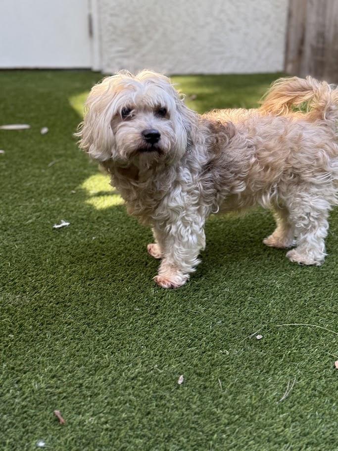 Enlarge Dasher, a ADOPTABLE mixed breed in Mission Viejo, CA image 5/5